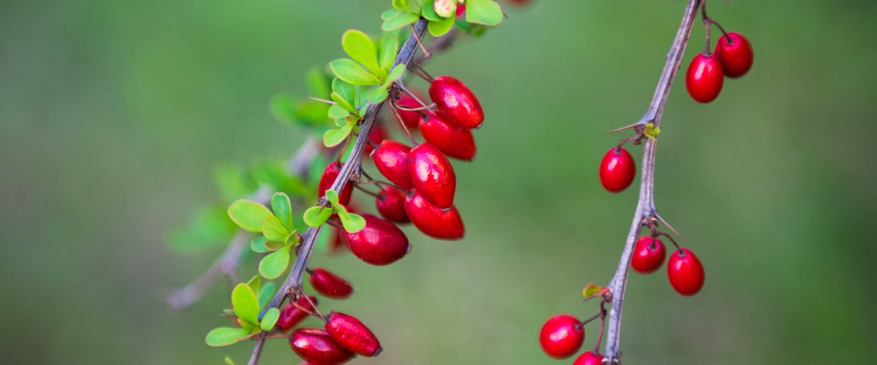 Барбарис белые ягоды