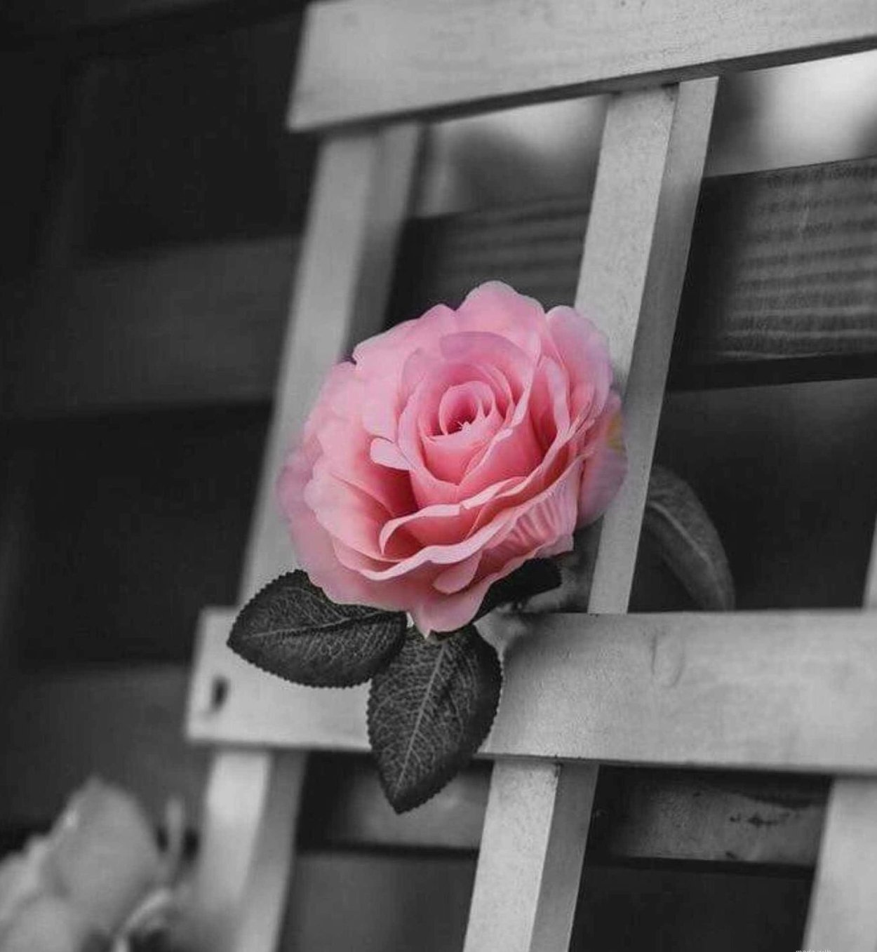 Серо розовые цветы