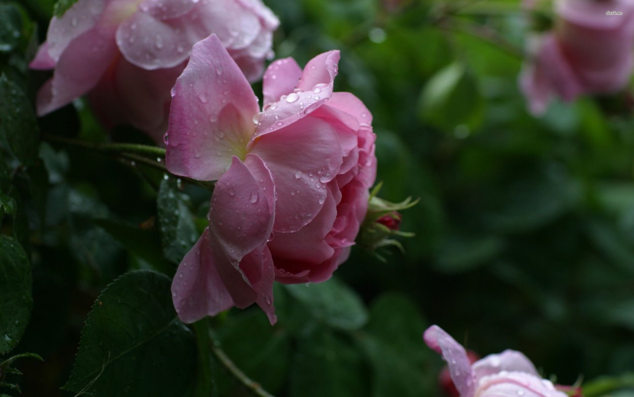 Роза пачули