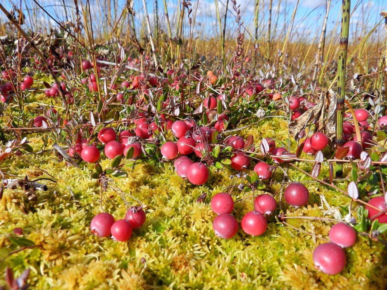 Клюква Болотная