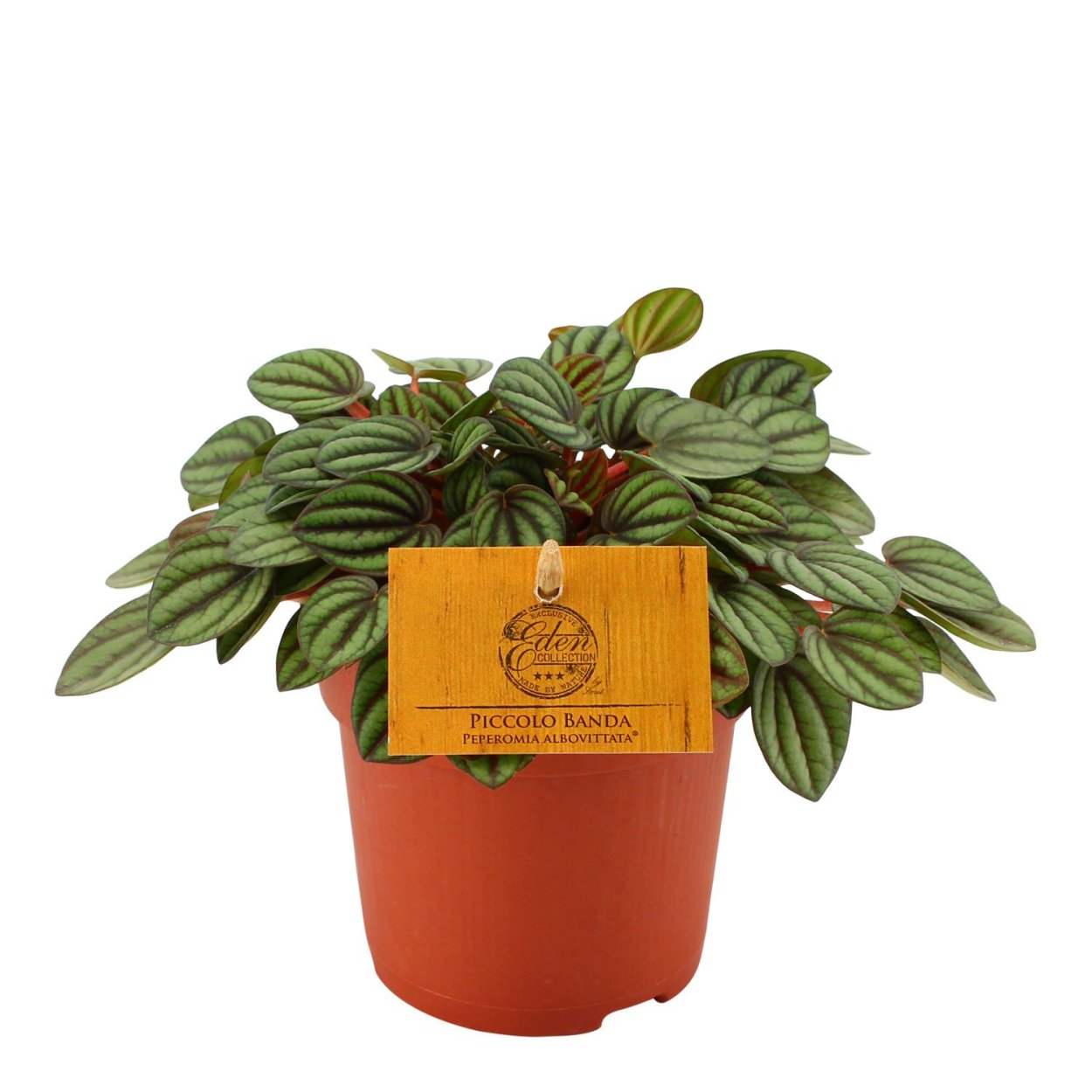 Пеперомия Пикколо банда