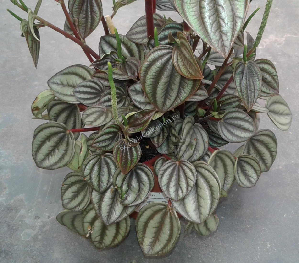 Пеперомия Сильвер Шайн