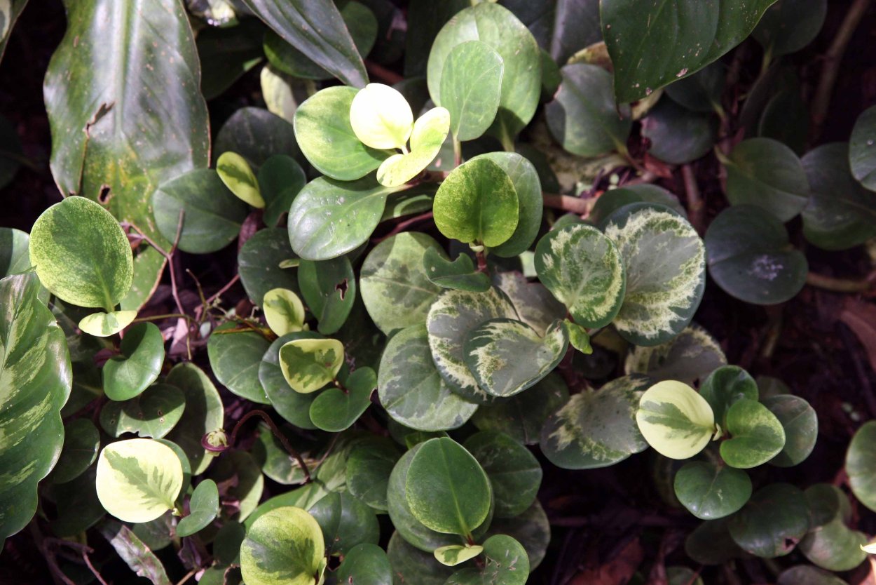 Пеперомия obtusifolia