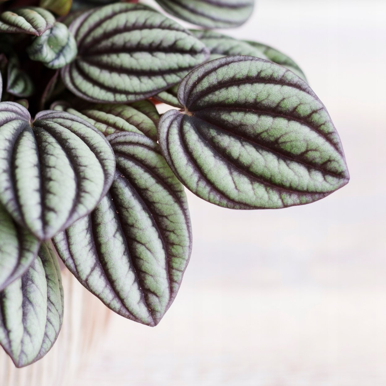 Пеперомия Пикколо