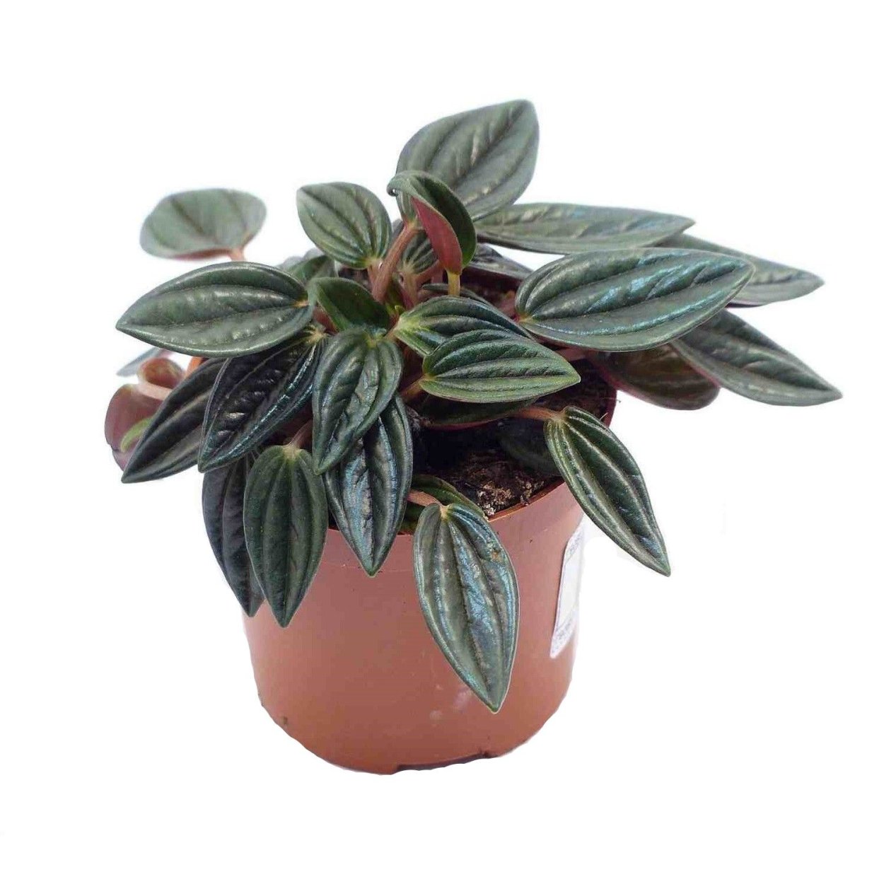 Пеперомия Россо цветок