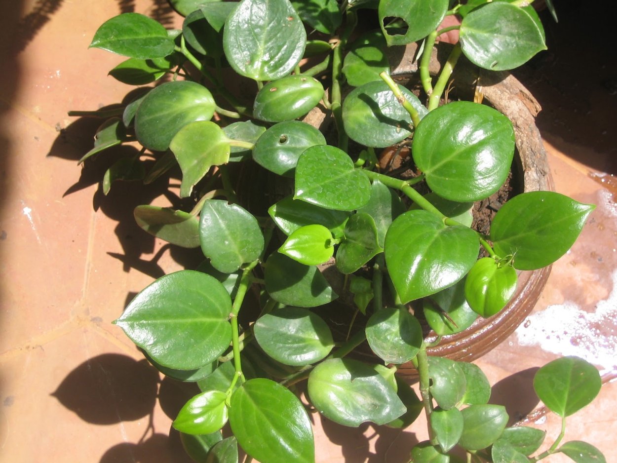 Пеперомия Бамбино