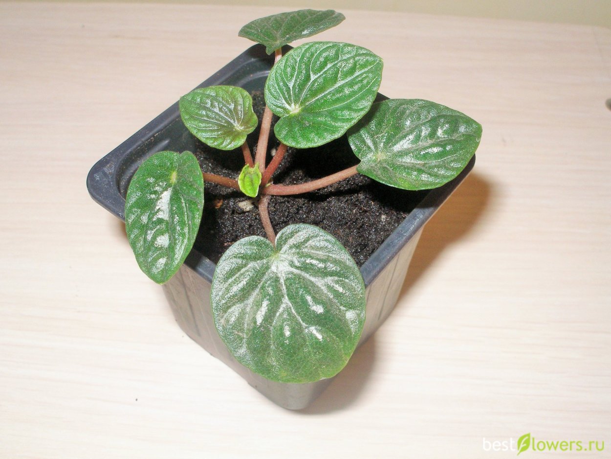 Пеперомия Royal Princess