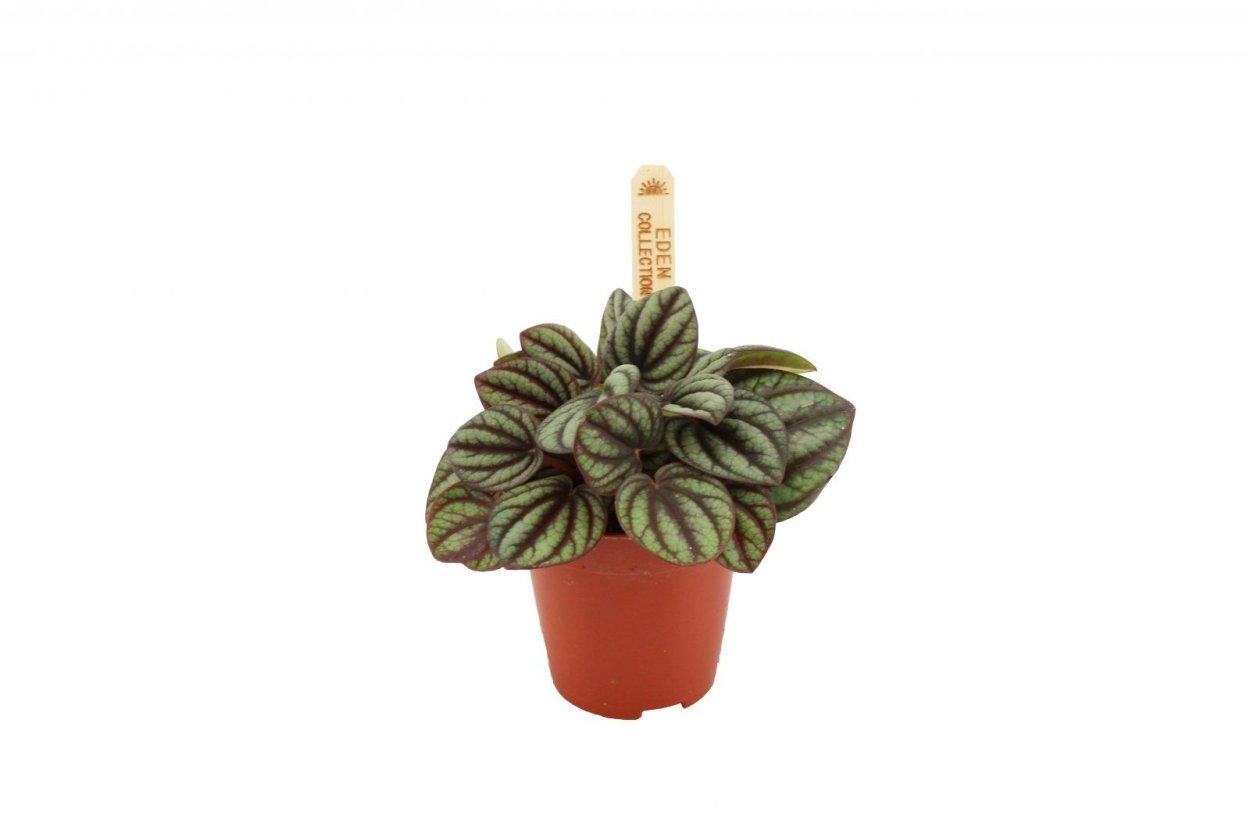 Пеперомия Бамбино