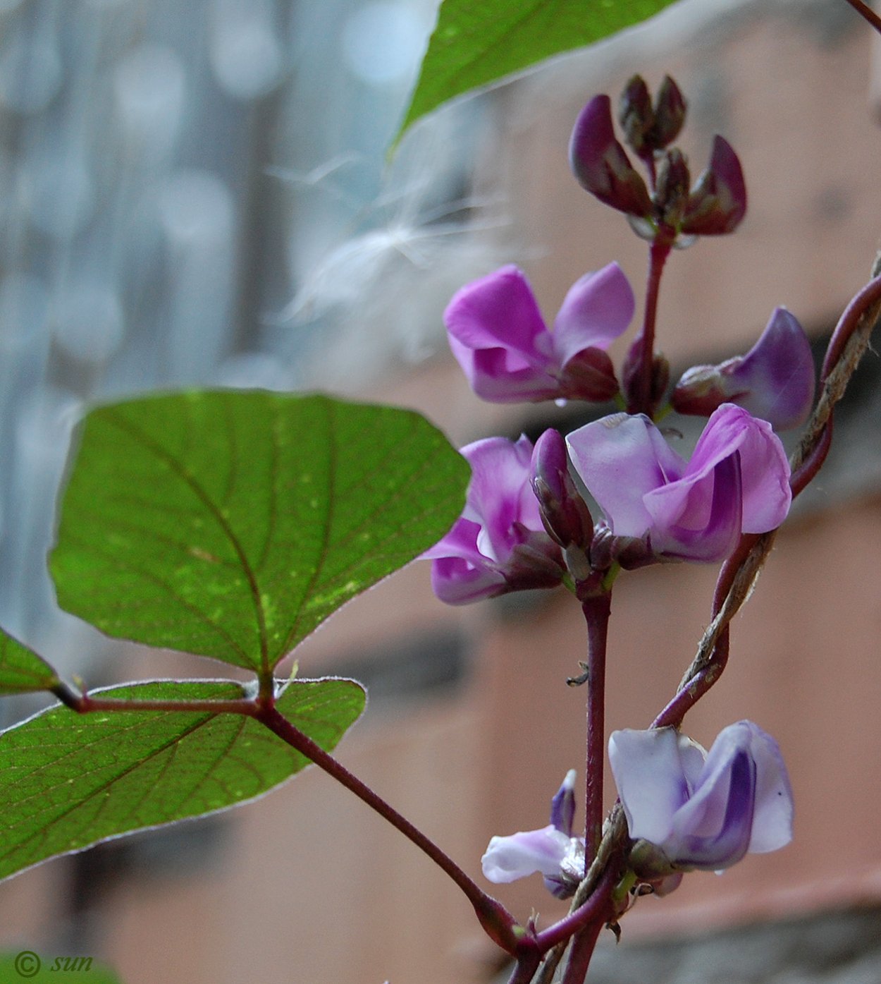 Долихос вьющаяся сирень