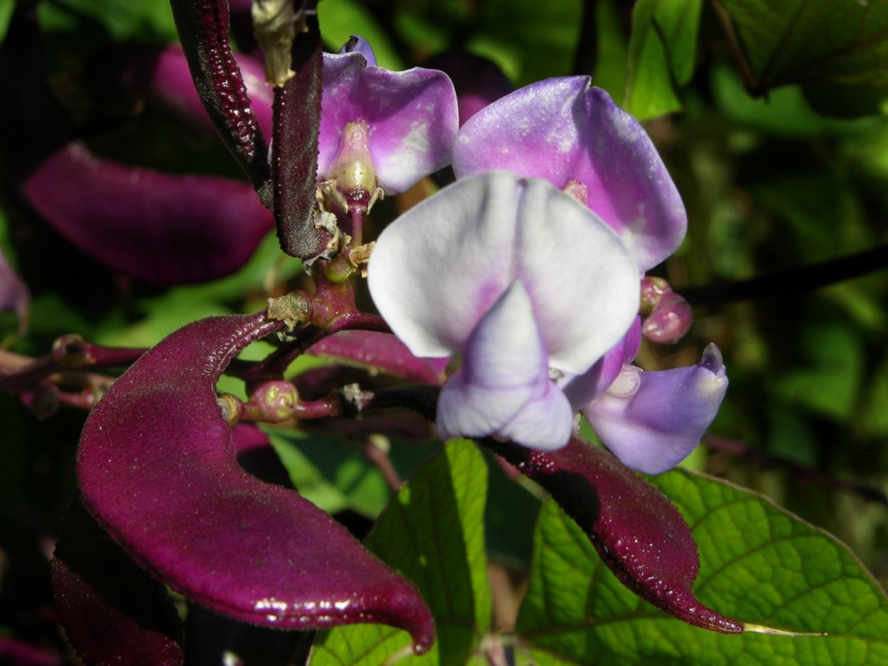 Гиацинтовые Бобы долихос