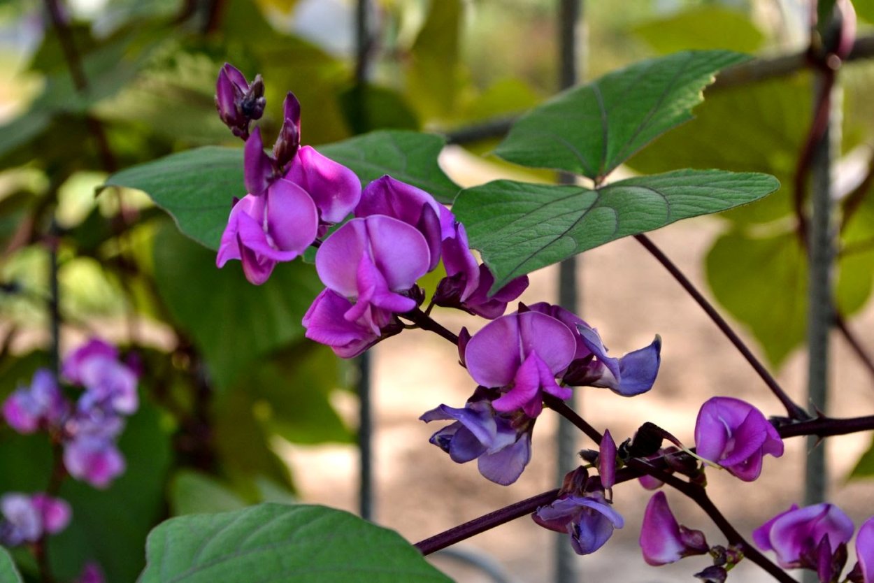 Долихос вьющаяся сирень