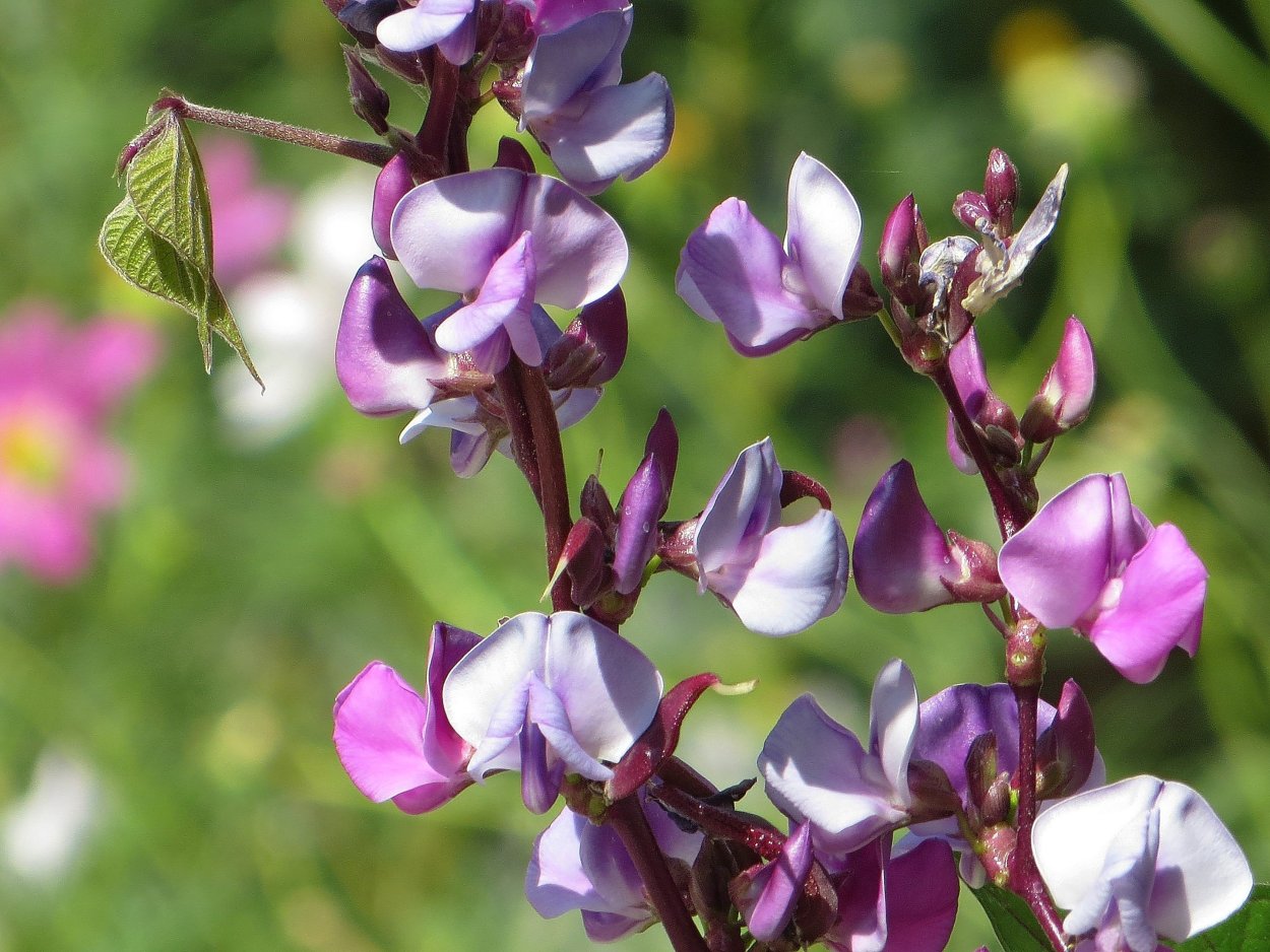 Долихос Лиана