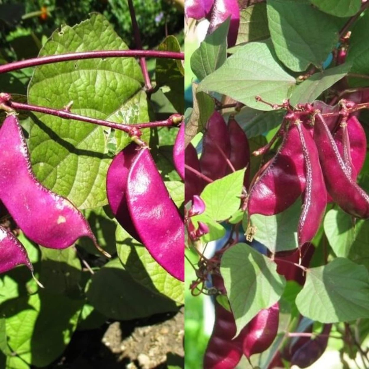 Фасоль долихос