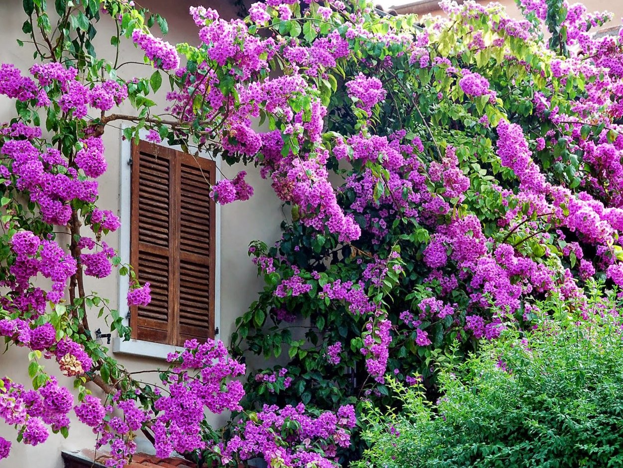 Глициния бугенвиллия