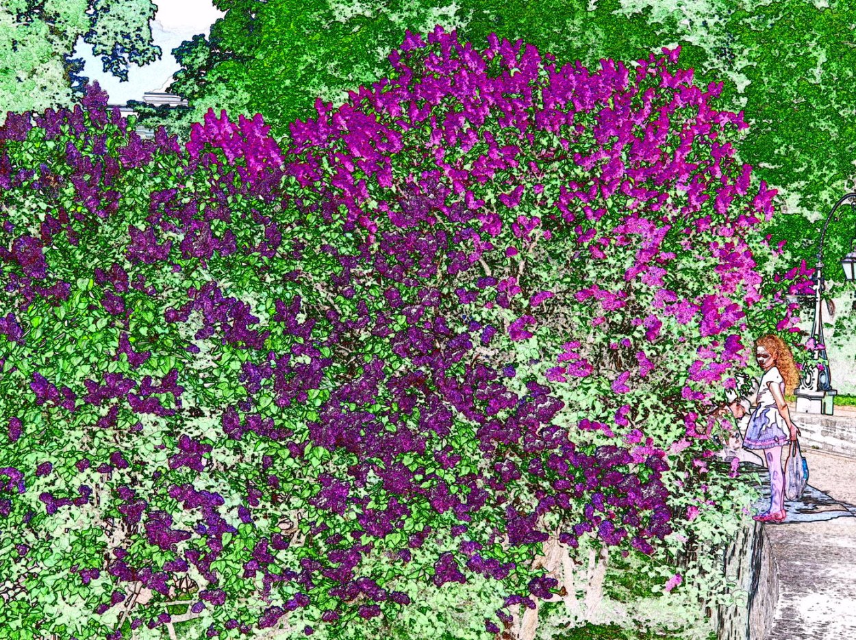 Вьющаяся сирень сапфир