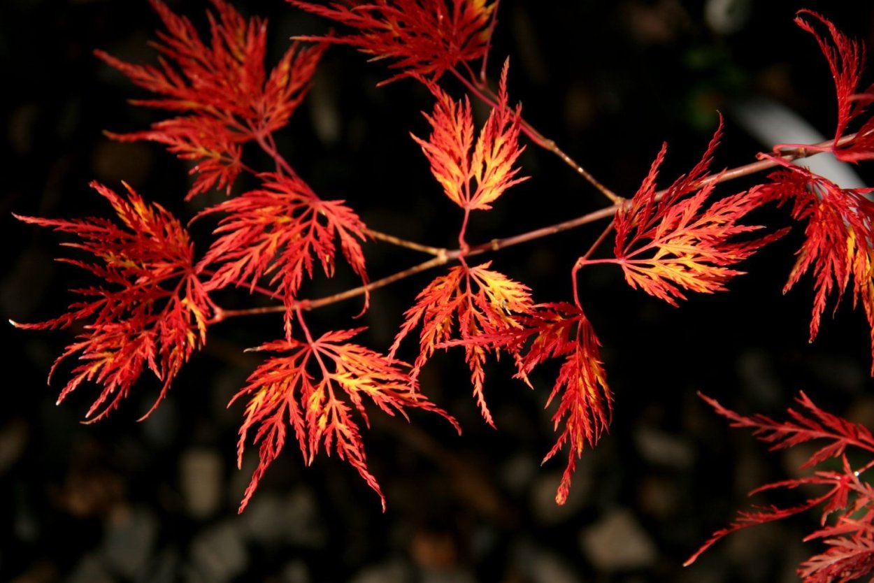 Acer palmatum Emerald Lace