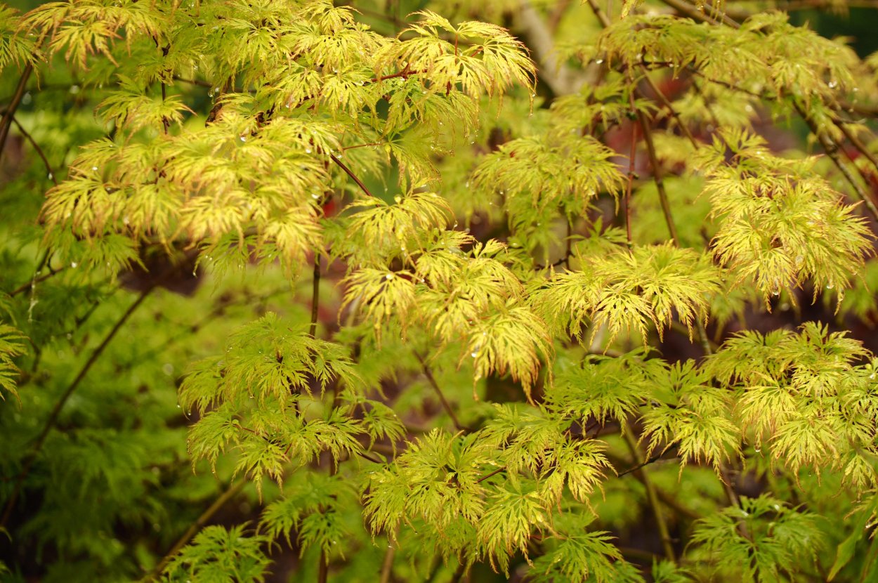 Клен дланевидный Emerald Lace
