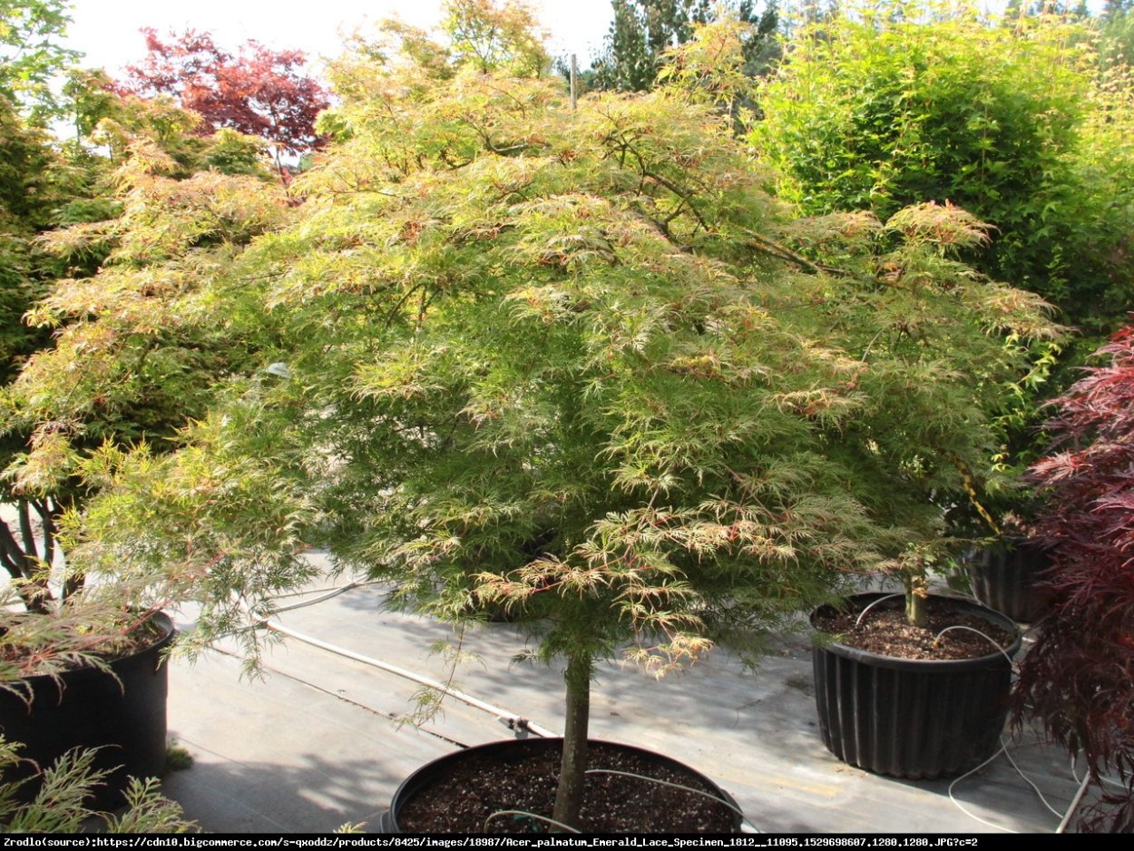 Acer palmatum Emerald Lace