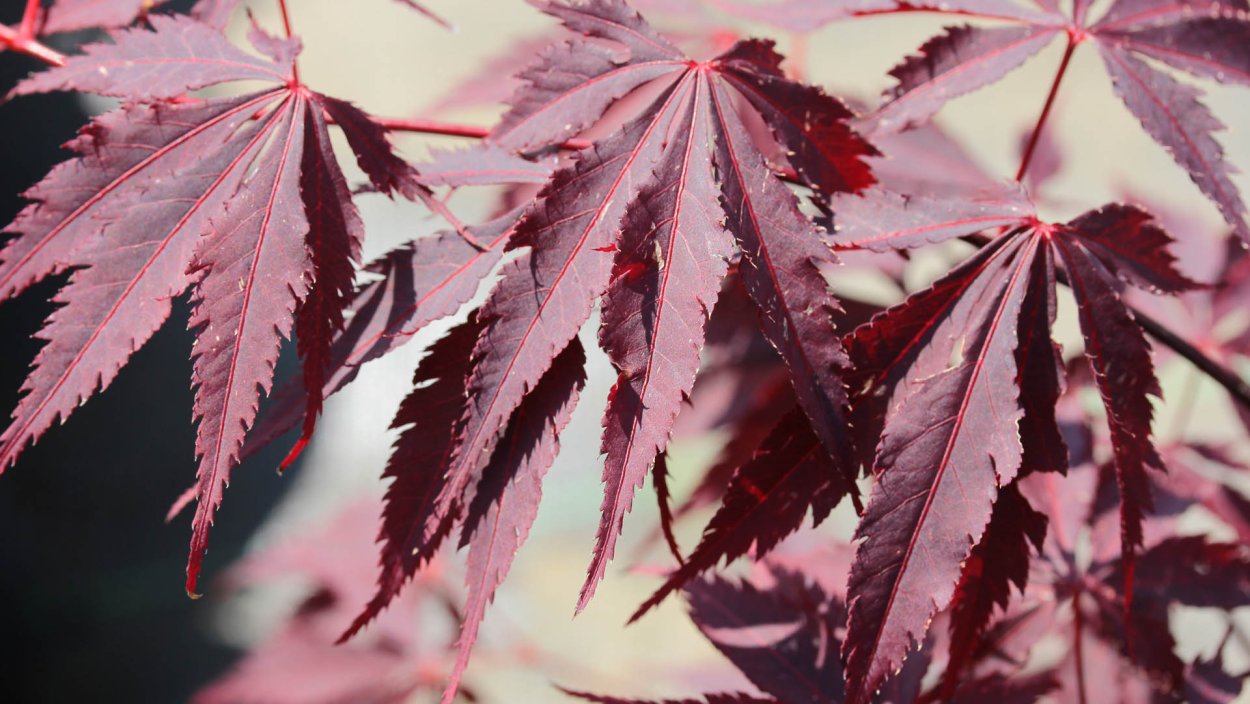 Японский клен на обложке пластинки