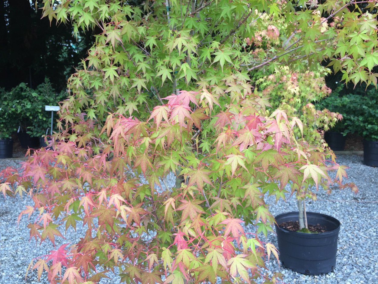 Клён веерный Кацура Acer palmatum Katsura