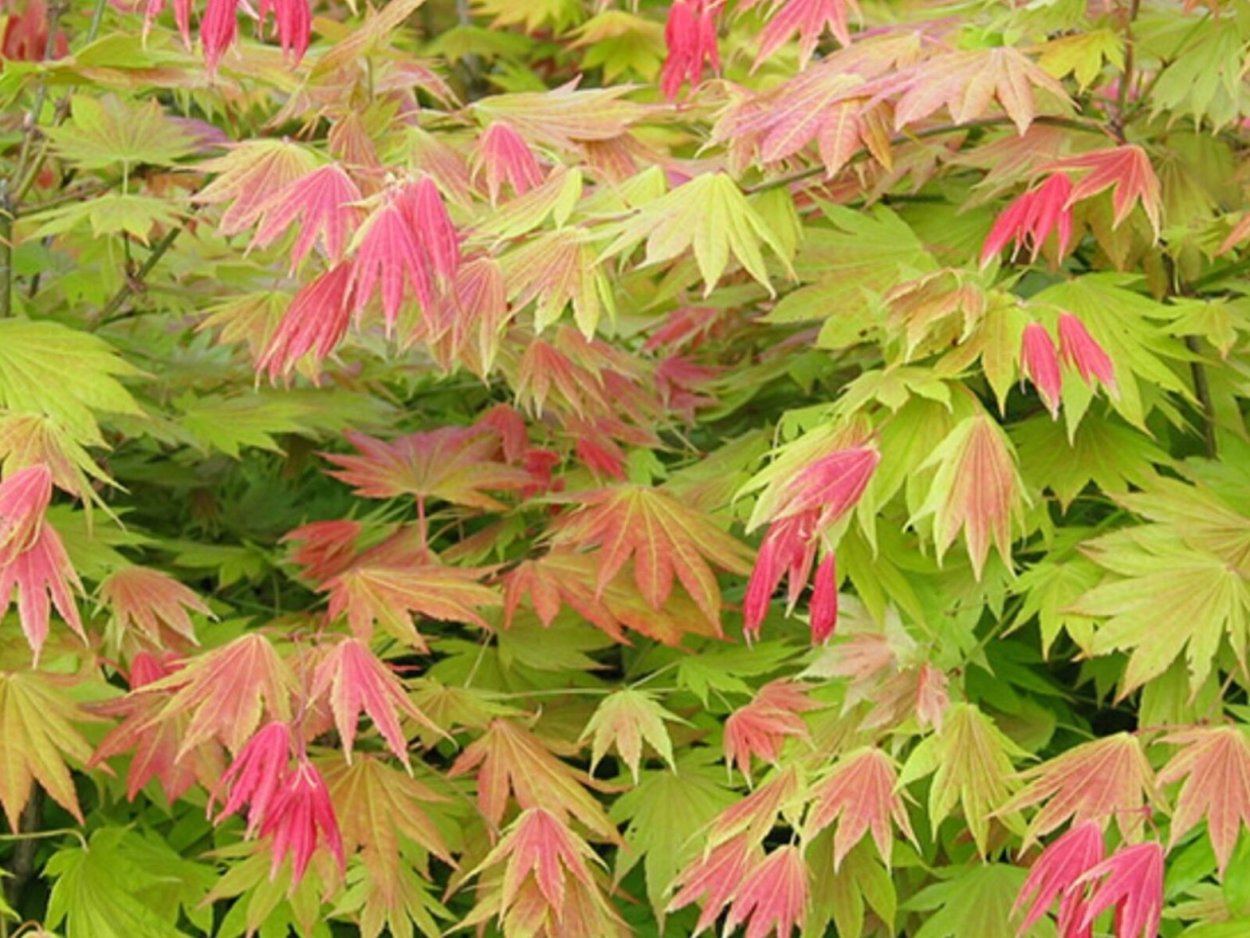 Acer shirasawanum 'Moonrise'