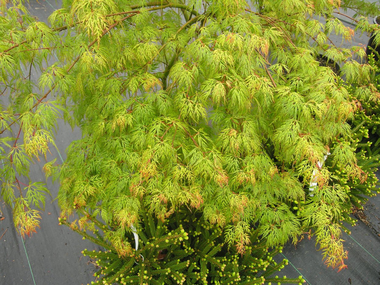 Клен Pal Emerald Lace