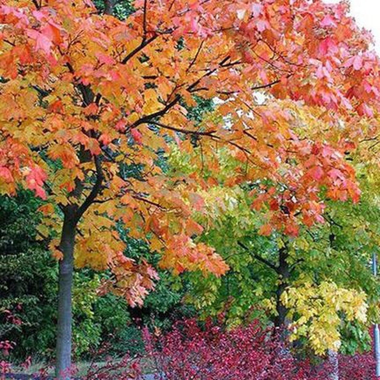 Клён остролистный эмеральдкуин