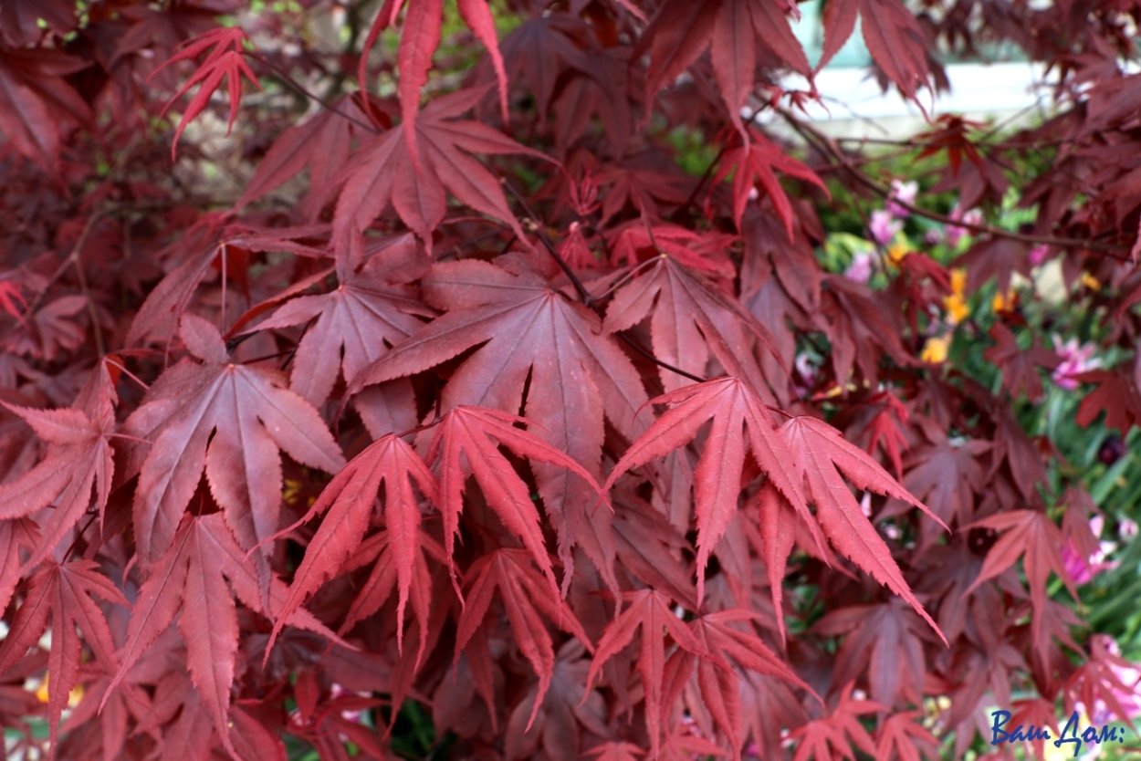Acer (клен) mandshuricum