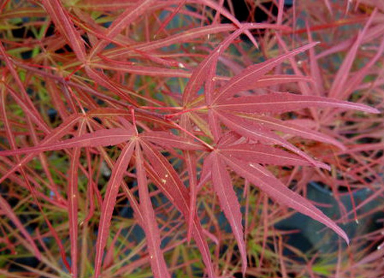 Клен пальмолистный 'Phoenix