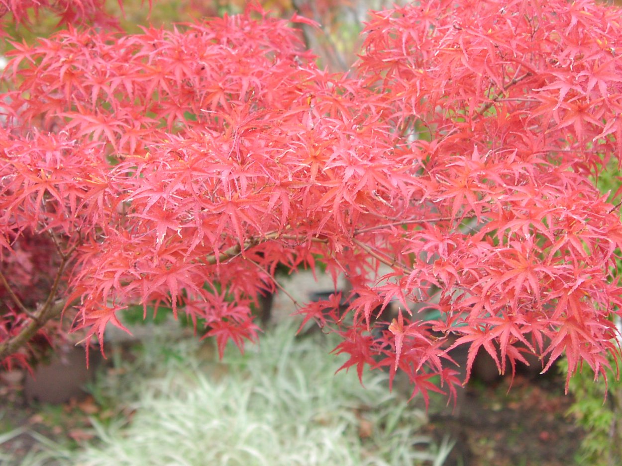 Клен Emerald Lace