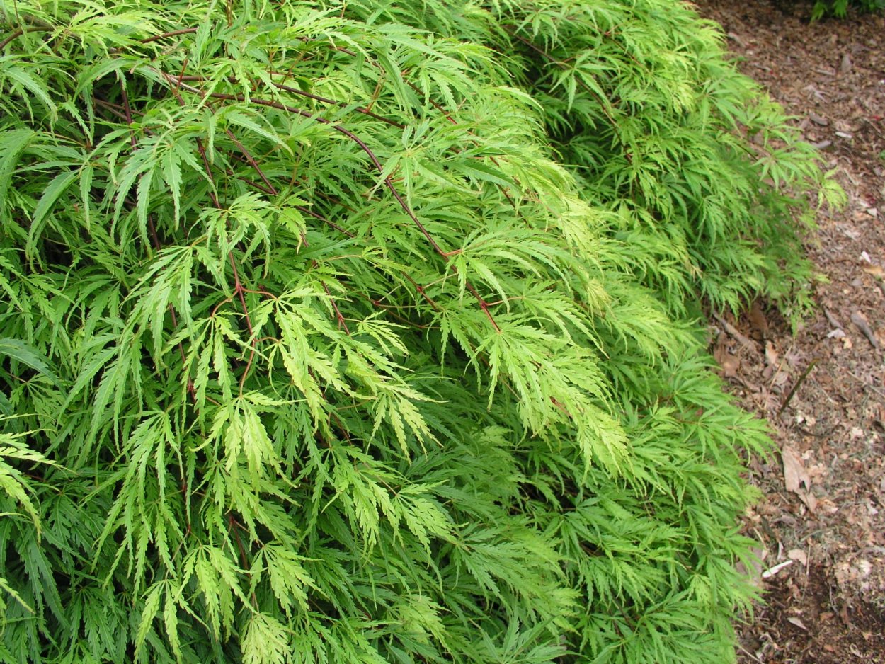 Клен веерный Emerald Lace