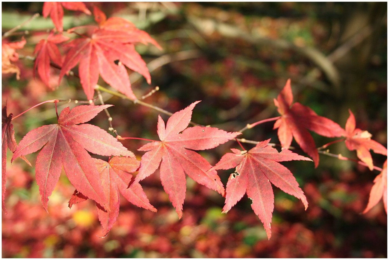Acer palmatum Atropurpureum