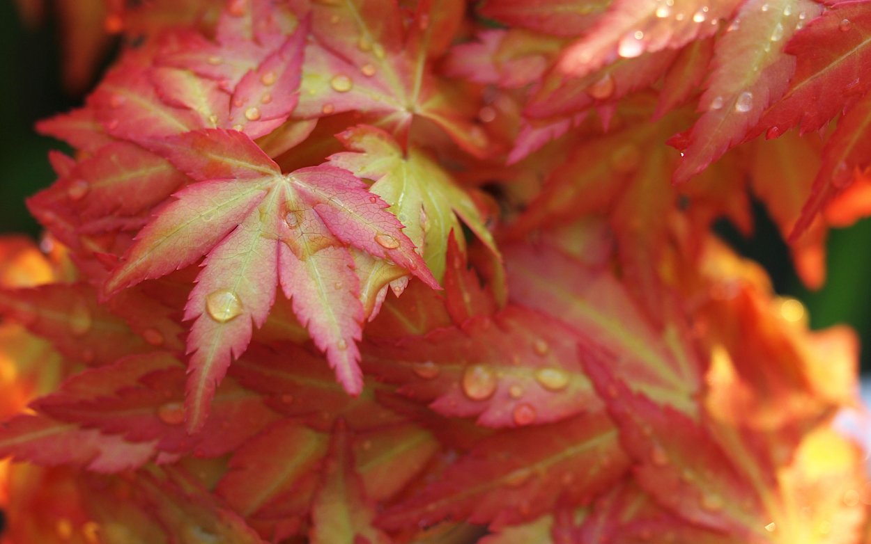 Лист клена 1 октября