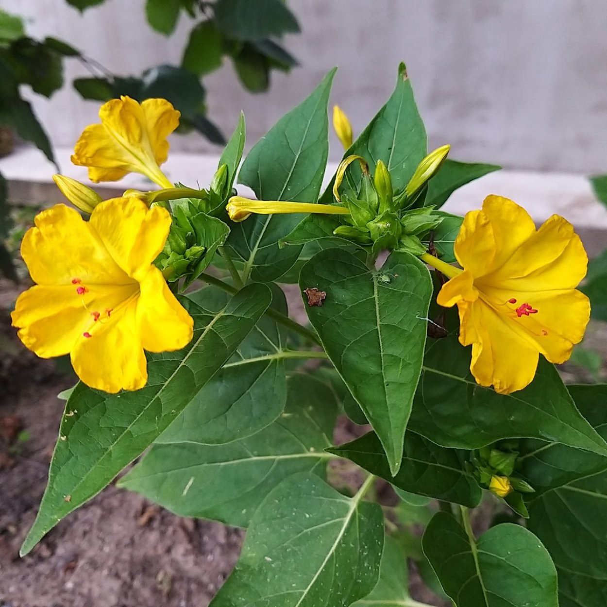 Мирабилис Иоланта