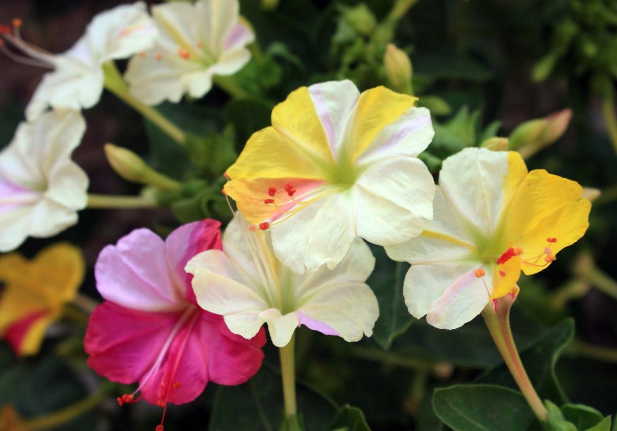 Мирабилис оранжевый