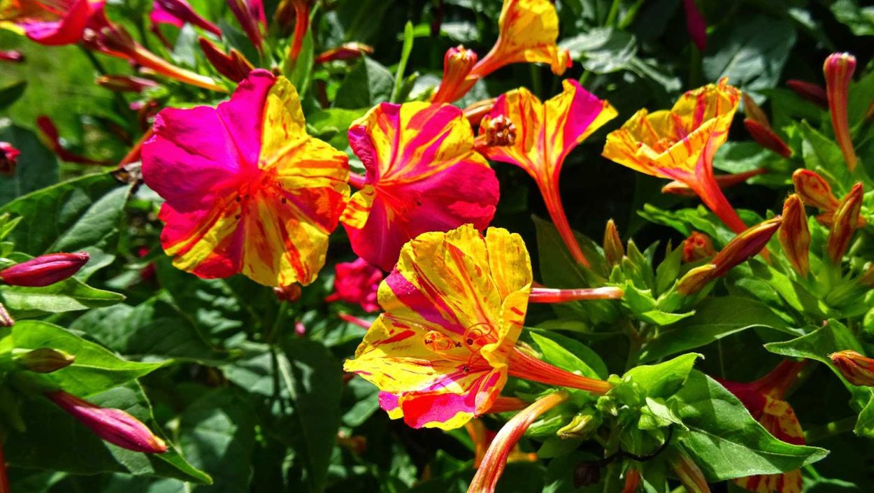 Мирабилис ялапа цветок