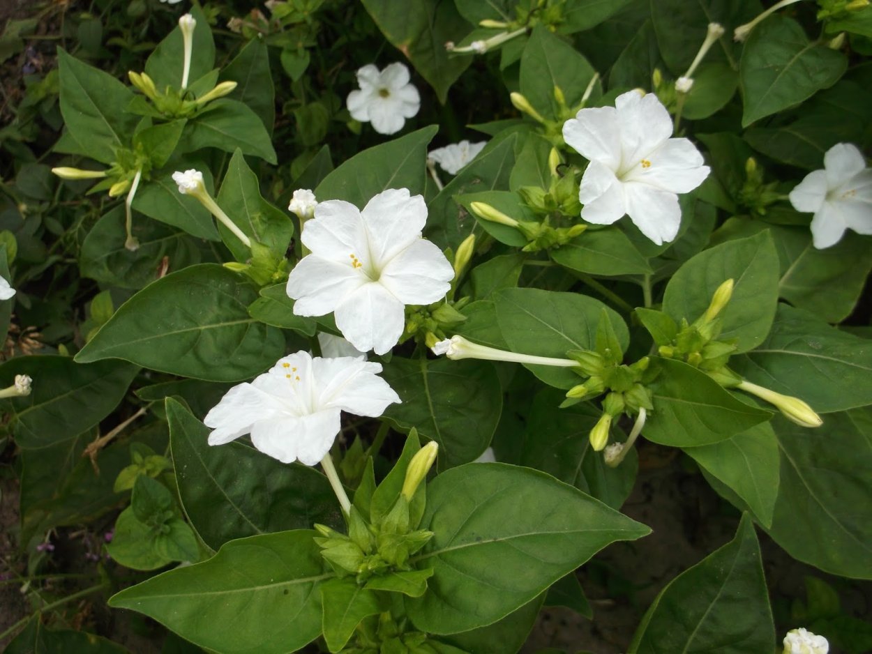 Цветок Зорька Вьюн