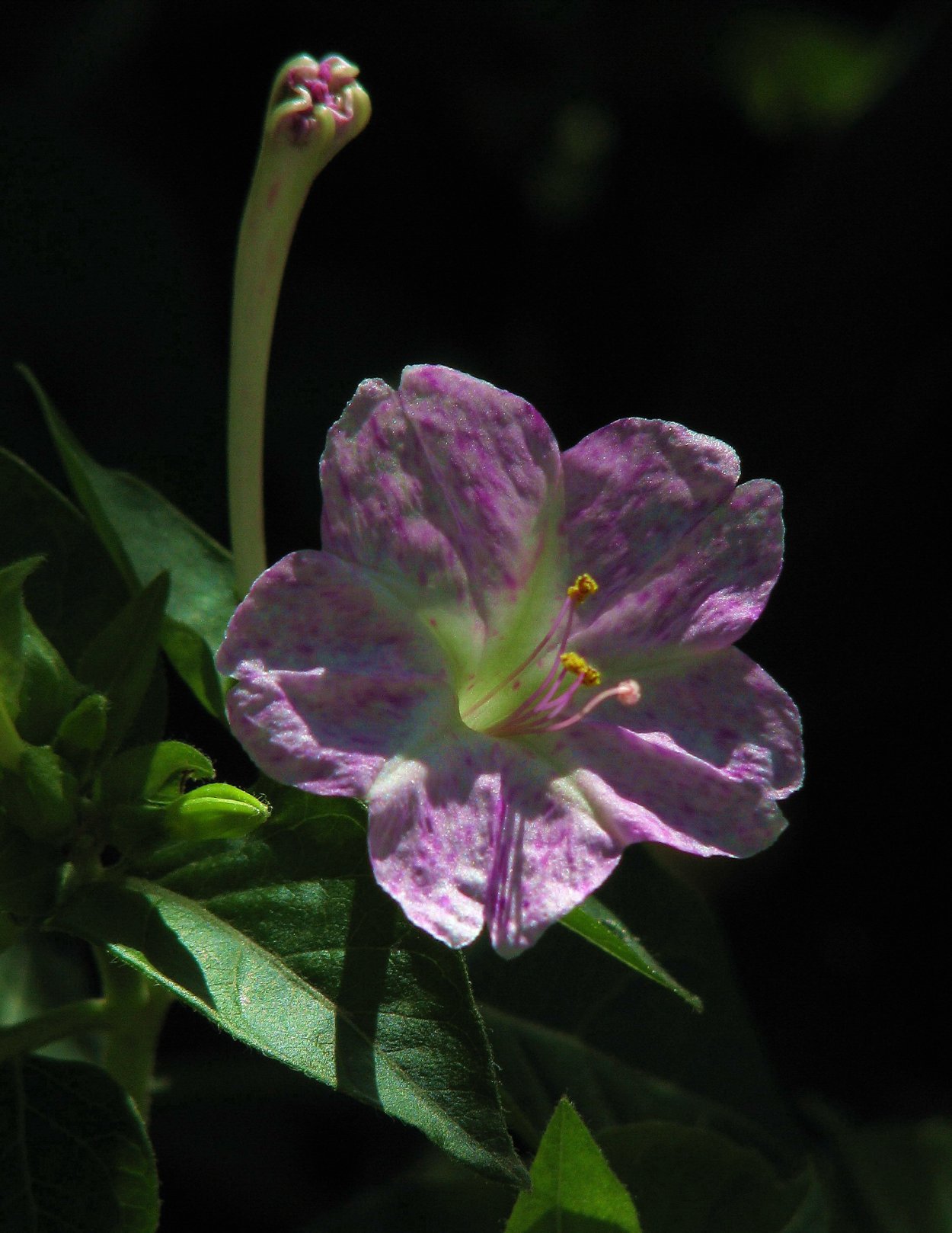 Лунник ночная красавица