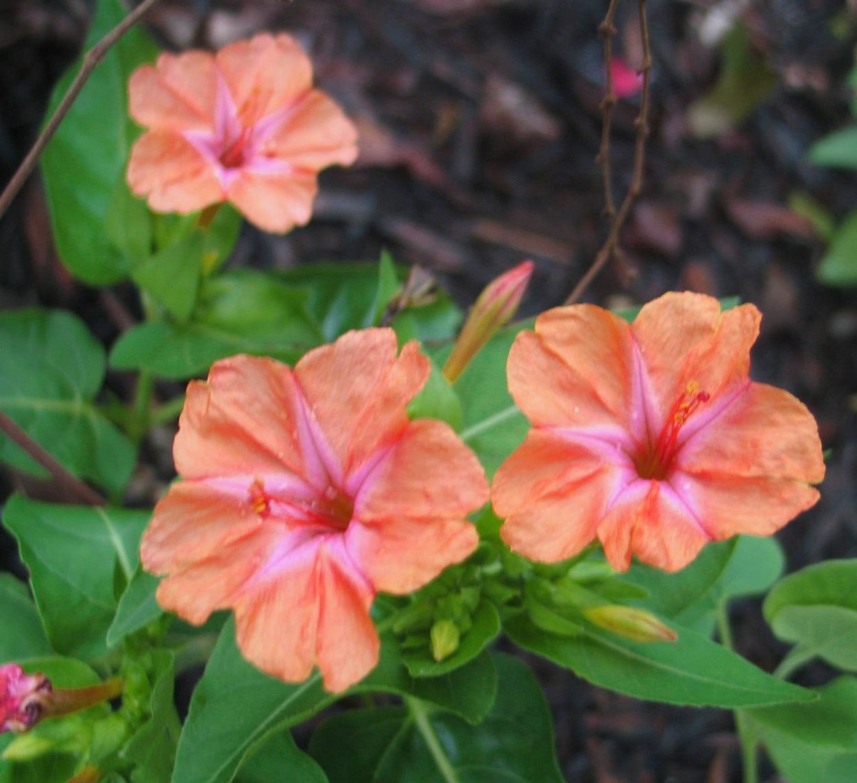 Мирабилис коралловый