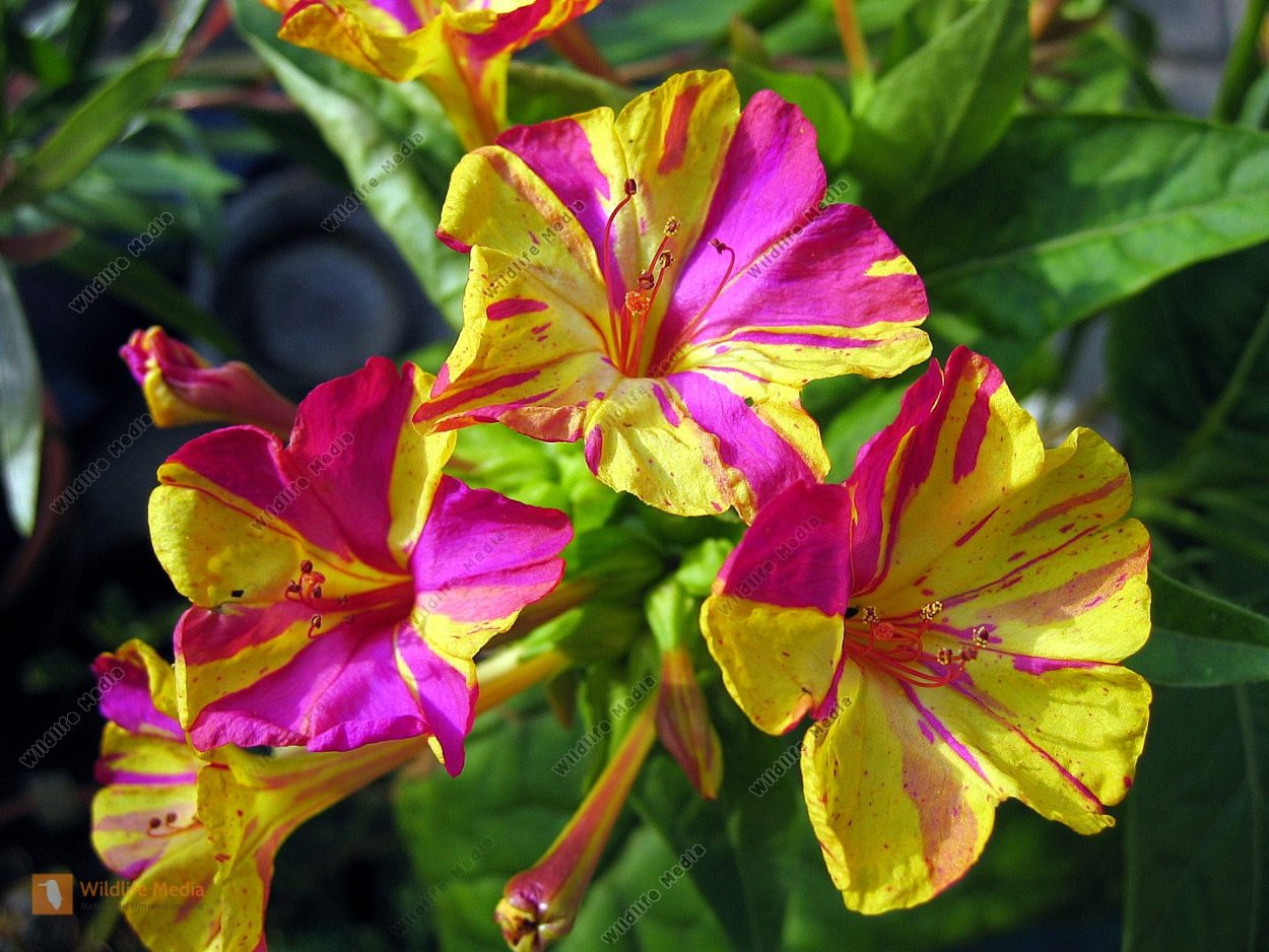 Зорька цветы мирабилис семена