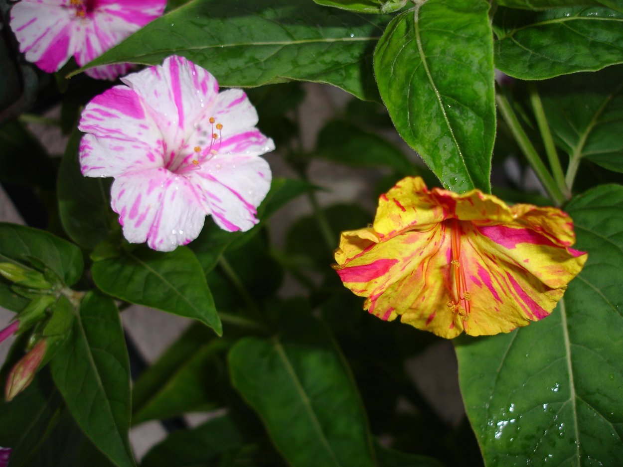 Мирабилис ялапа Матиз