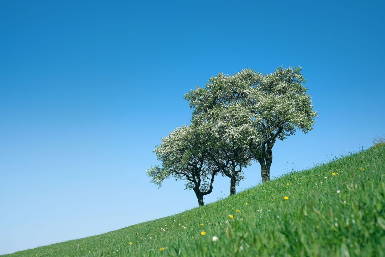 Горчичное зерно фото и дерево