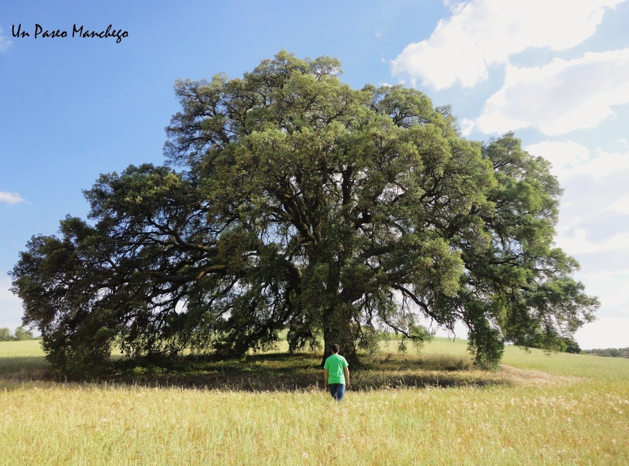 Горчичное зерно и дерево