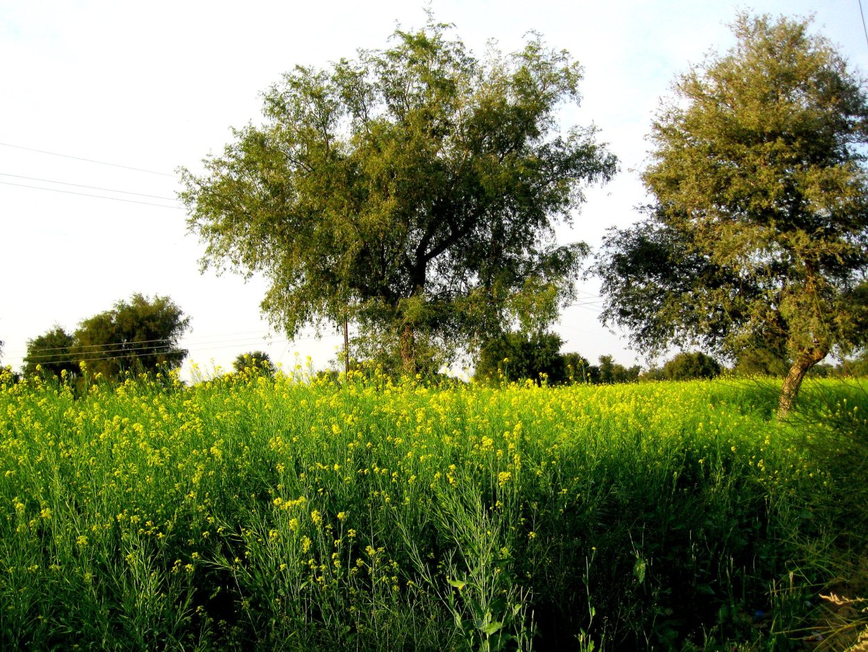 Горчичные поля Волгоград
