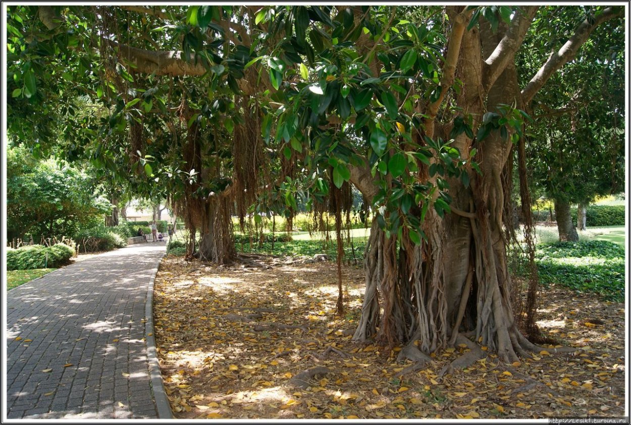 Горчичное дерево фото в Израиле