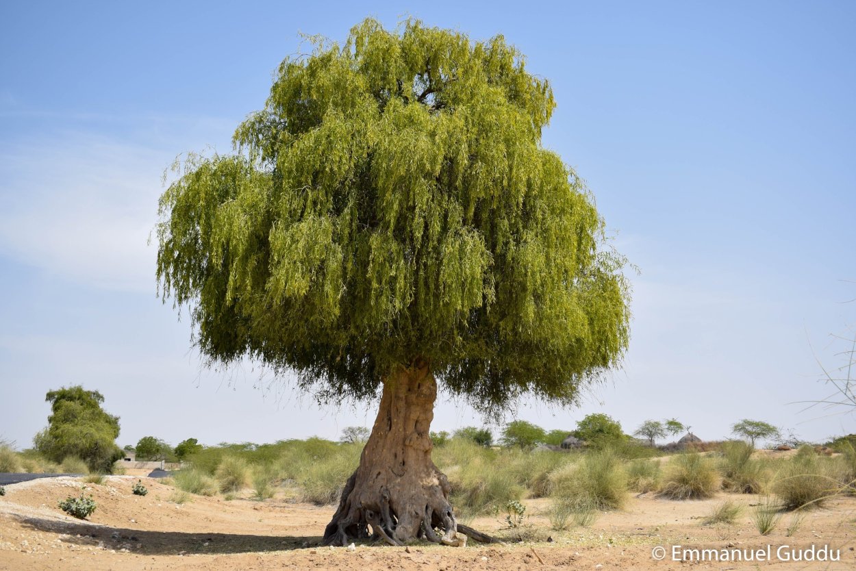 Горчичное дерево в Израиле