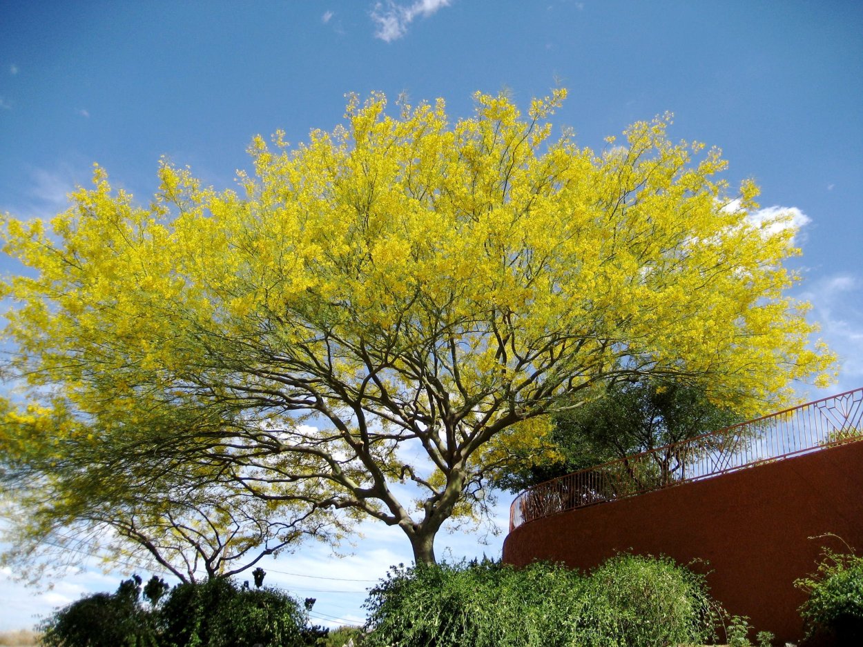 Parkinsonia aculeata