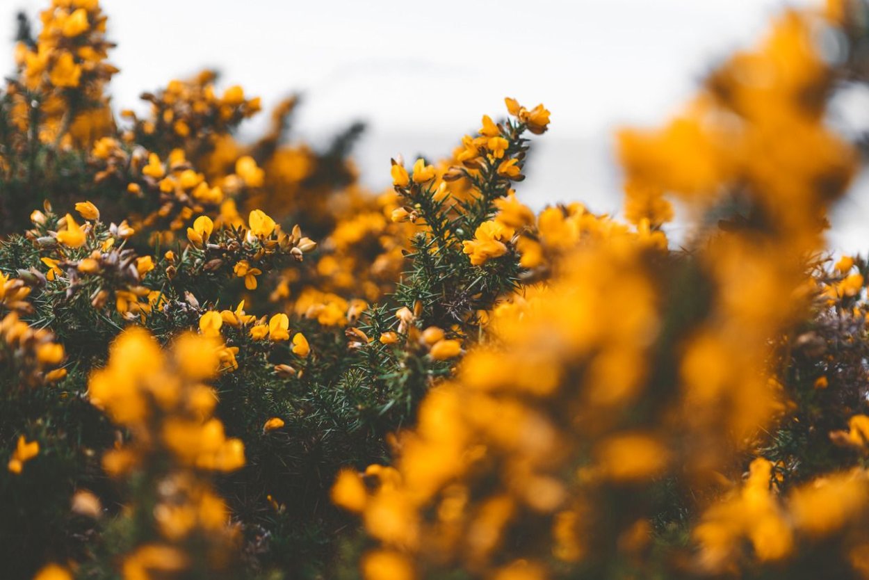 Йеллоу Эстетика