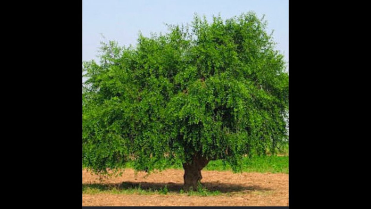 Дерево арак Сальвадора Персидская