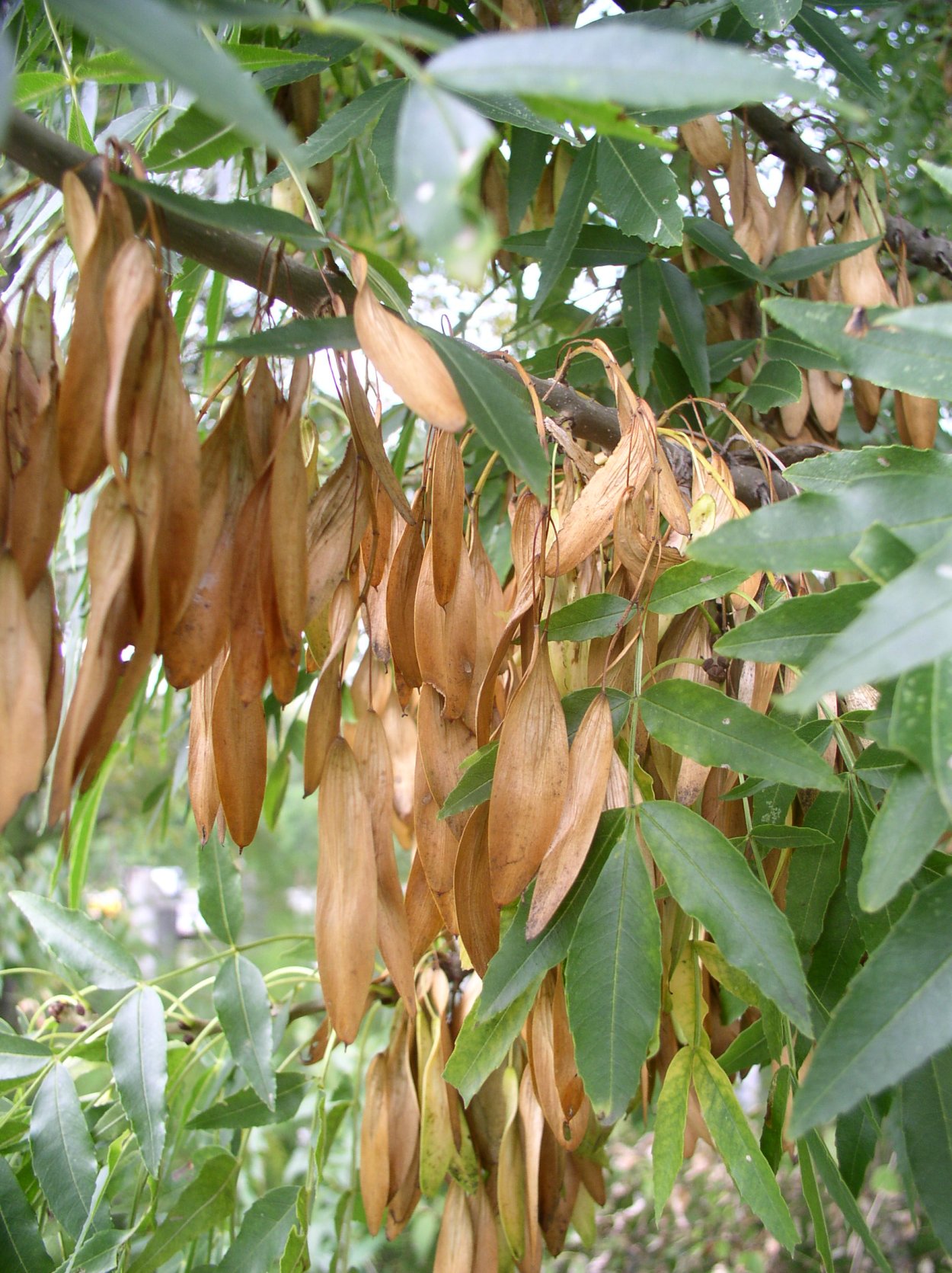 Ясень обыкновенный Крылатки